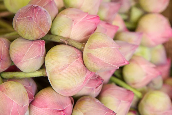 Lotus in tray