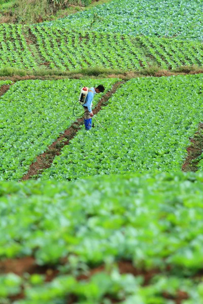 Unidentified farmer sprayer their cabbage field, Petchabun, Thailand