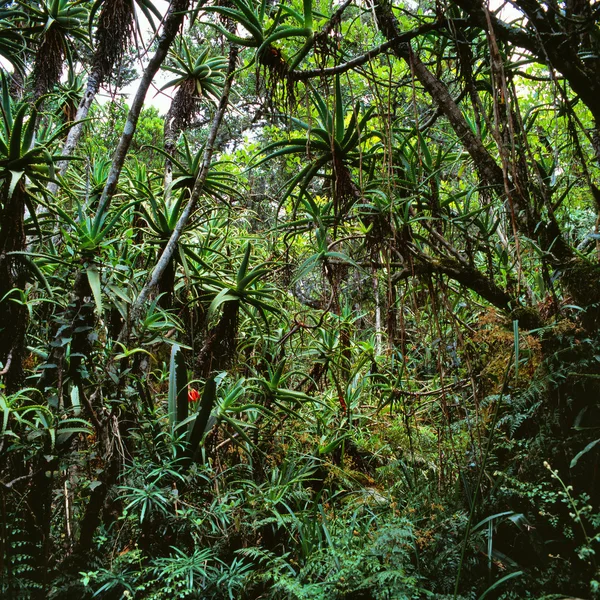 Jungle in congo