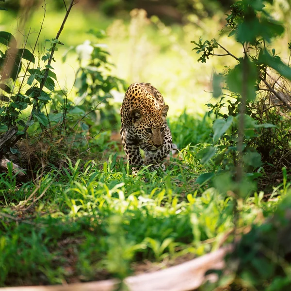Wild leopard on grass