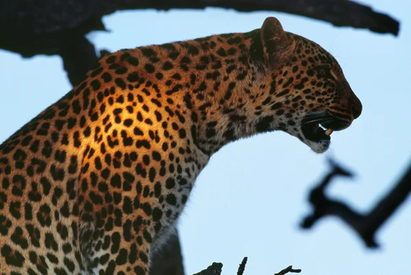 Wild leopard close up