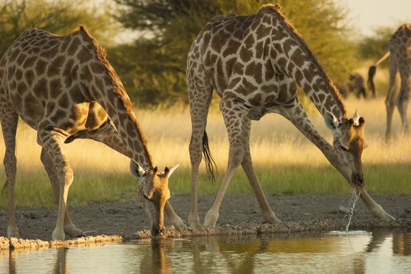 Giraffes drinks water