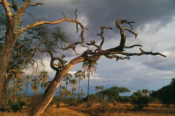 Dry african tree