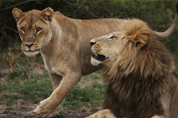 Beautiful Male and Female Lions