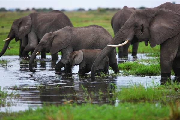 Elephants herd on savanna.
