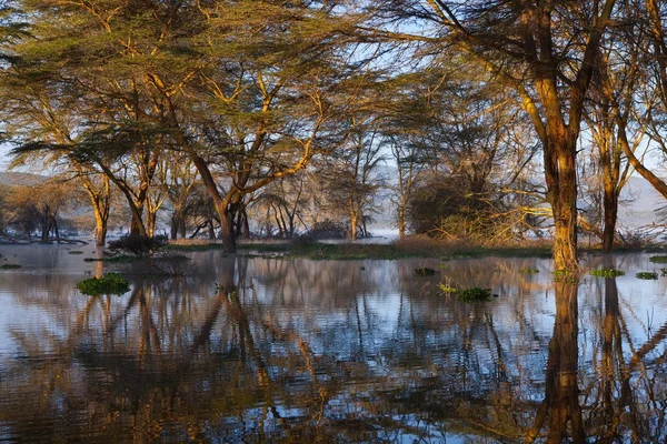 Mysterious forest at morning