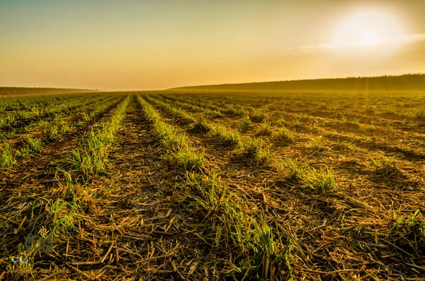 Sugar Cane Field