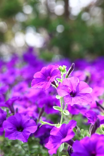 Purple flowers