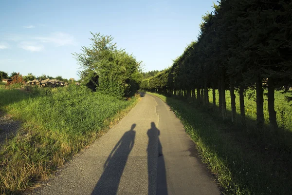 Two human shadows on the road with which fence made of fir trees
