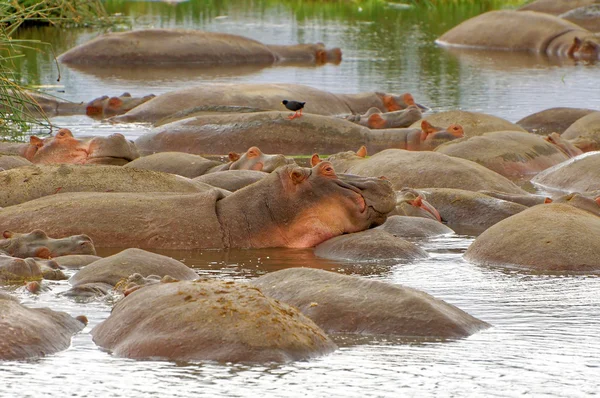 Hippopotamuses in Serengeti Wildlife Conservation Area, Safari, Tanzania, East Africa