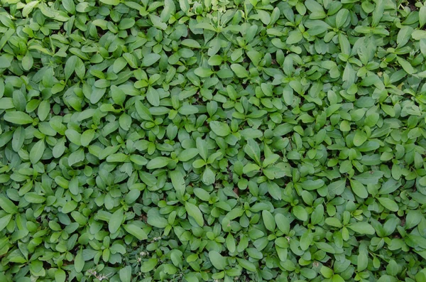 Natural Background, dark green leaves. View with above leaves sp