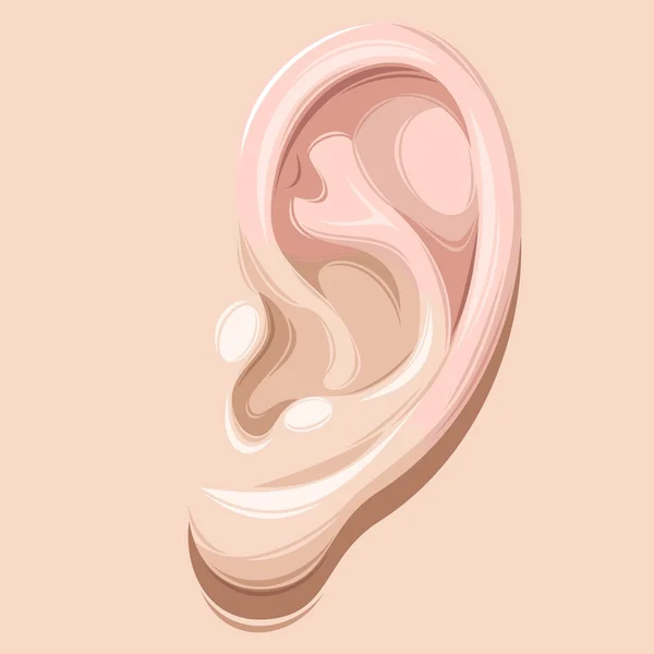 Detailed human ear