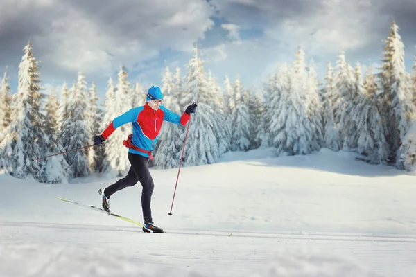 The Cross-country Skier in winter forest