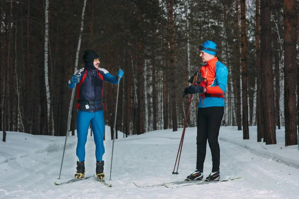 Two skiers cross-country ski  talk in winter forest