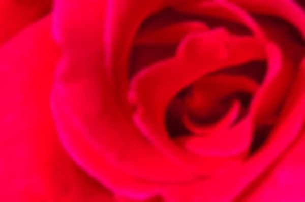 Close up red rose flowers de focus and blur