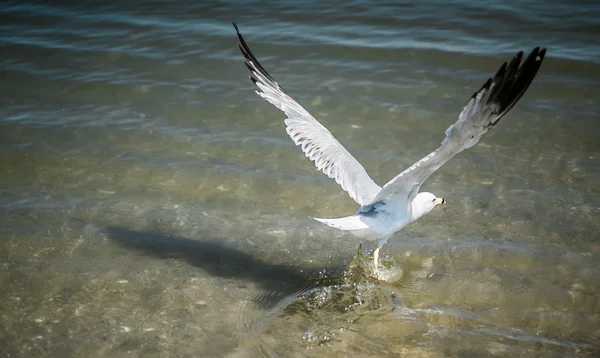 The white seagull bird is starting to fly from the sea.