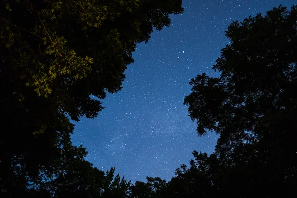 Starry sky against a background of trees.