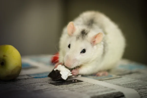 White mouse eating marshmallows 1