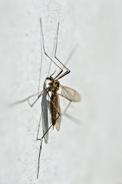 Spotted crane fly detail (Nephrotoma appendiculata)