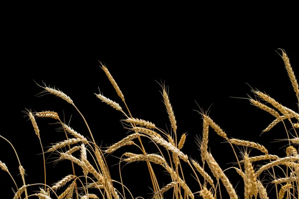 Ears of wheat on a black background