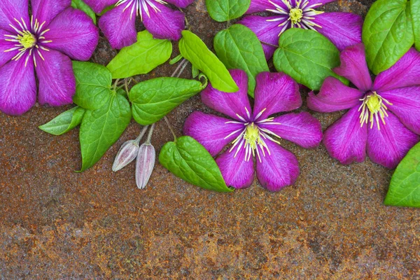 The flowers and leaves of clematis
