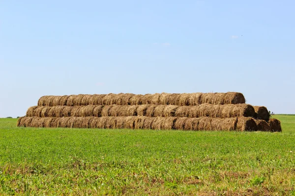 Harvested hay rolls lying on the field