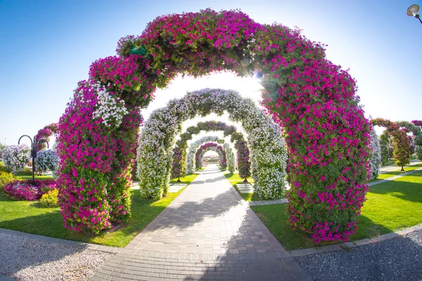 Dubai, The arch of flowers in the park