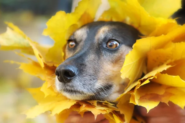 Portrait of cute dog in collar made of yellow maple leaves