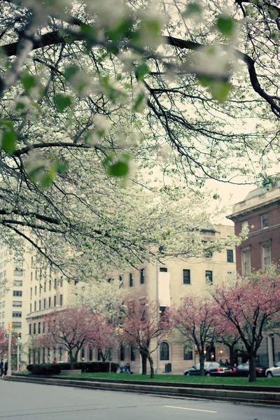 New York City and cherry blossom