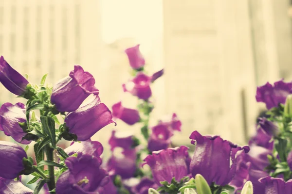 Purple flowers at New York city