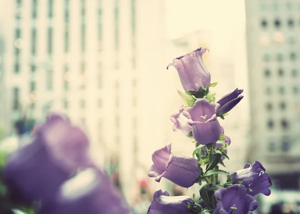 Purple flowers at New York city