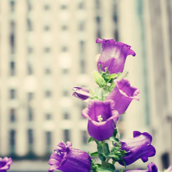 Purple flowers at New York city