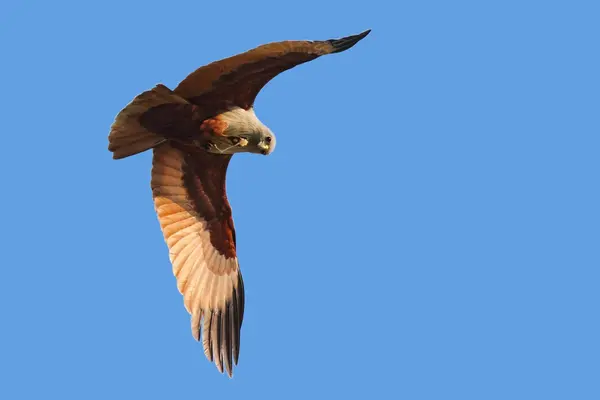 Red-backed sea eagle flying in blue sky