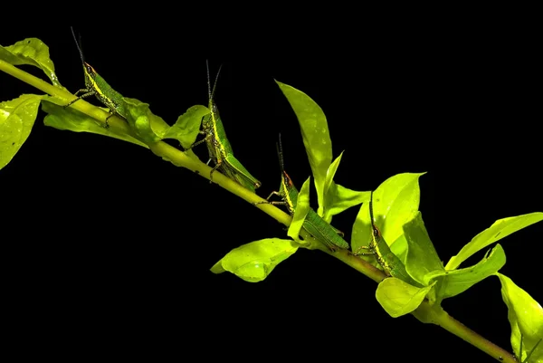 Four grasshoppers on the green branch with leaves on black background