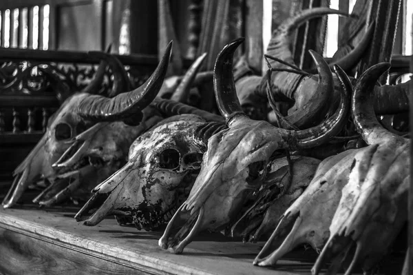 Old skulls of animals in museum