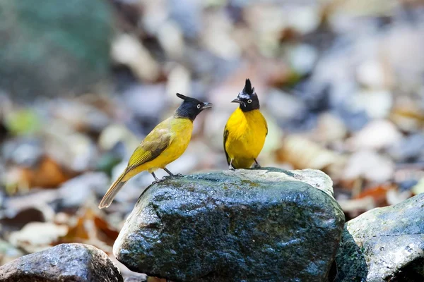 Two Blackcrested Bulbul birds are staring at each other on the rock in the forest