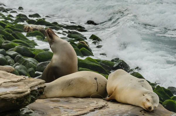 Medium Shot of Sea Lions Sleeping On Rocks