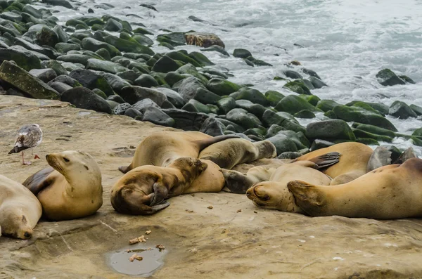Sea Lions Grouped and Sleeping on Rocks