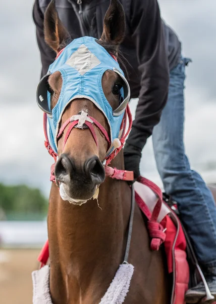 Super Horse Wearing Mask