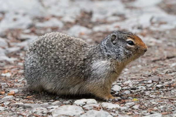 Ground Squirrel Profile