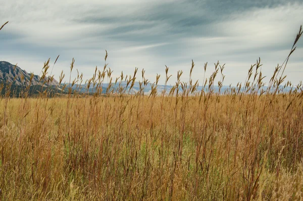 Dry Grasses on a Cloudy Day