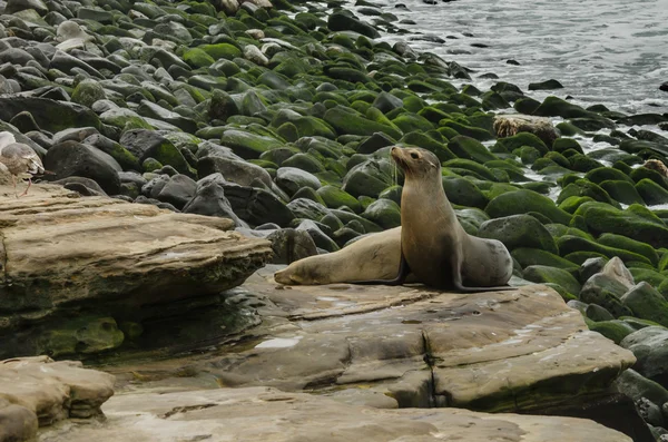 Attentive Sea Lion on Rocks