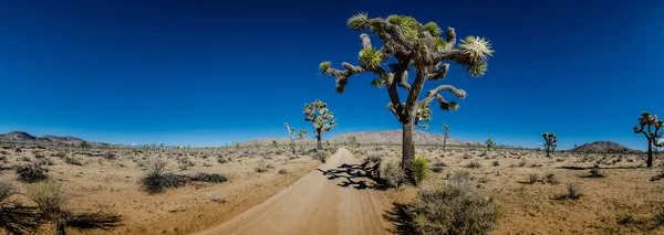 Panorama of Sandy Desert Road with Joshua Trees