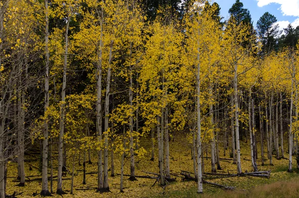 Entrance to an Aspen Forest Changing in Fall