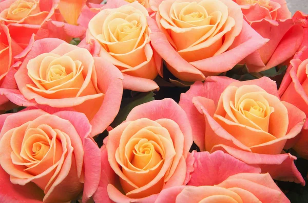 Pink natural roses background