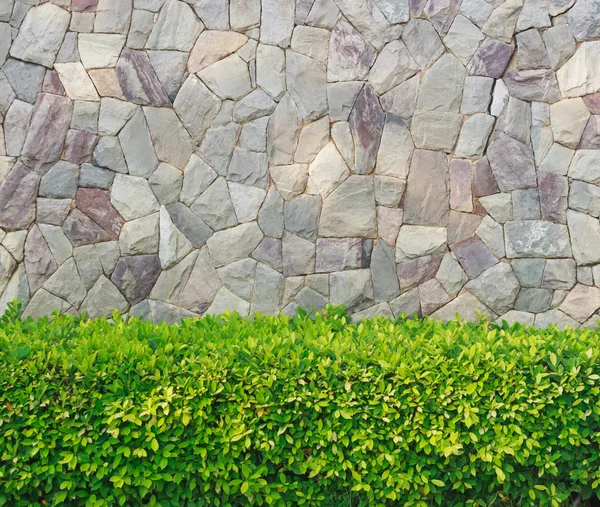 Plant and stone wall.