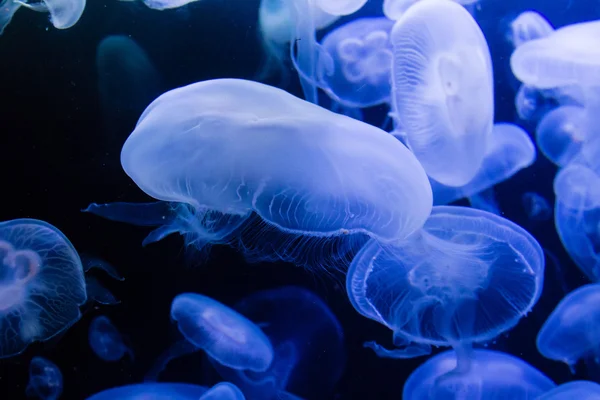 Moon Jellyfish in blue Water