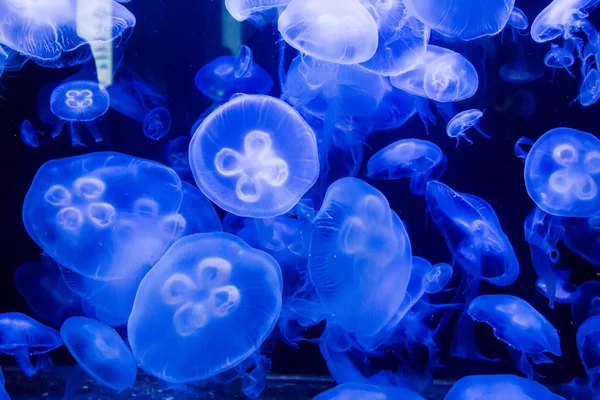 Moon Jellyfish in blue Water