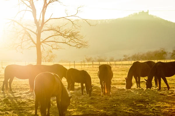 Horses in evening light