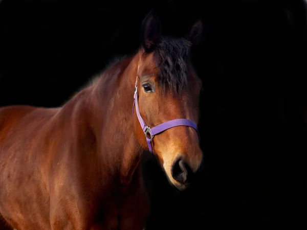 Beautiful brown horse